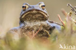 Pad (Bufo margaritifera)