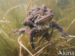 Pad (Bufo margaritifera)