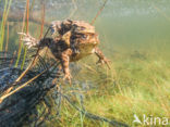 Pad (Bufo margaritifera)