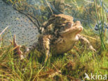 Pad (Bufo margaritifera)