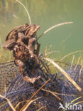 Pad (Bufo margaritifera)