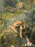 Pad (Bufo margaritifera)