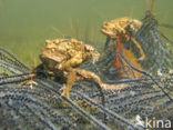 Pad (Bufo margaritifera)