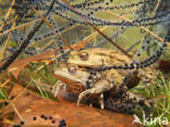 Pad (Bufo margaritifera)