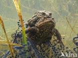 Pad (Bufo margaritifera)