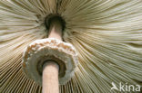 Parasolzwam spec. (Lepiota spec)