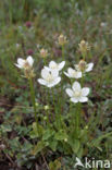 Northern Grass-of-parnassus (Parnassia palustris)