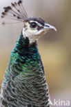 Indian Peafowl (Pavo cristatus)