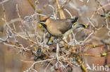 Pestvogel (Bombycilla garrulus)