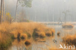 Pijpestrootje (Molinia caerulea)