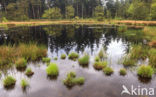 Pijpestrootje (Molinia caerulea)