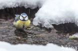 Pimpelmees (Parus caeruleus)