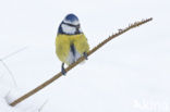 Blue Tit (Parus caeruleus)