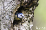 Blue Tit (Parus caeruleus)