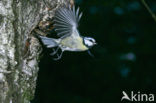 Blue Tit (Parus caeruleus)