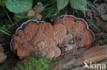 Artist s Conk (Ganoderma lipsiense)