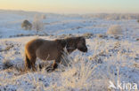 Pony (Equus spp)