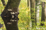 Porcelain fungus (Oudemansiella mucida)