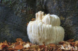 Bearded tooth (Hericium erinaceus)