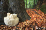 Bearded tooth (Hericium erinaceus)