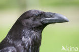 Raaf (Corvus corax) 