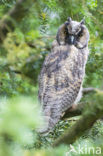 Long-eared Owl (Asio otus)