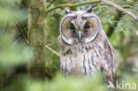 Long-eared Owl (Asio otus)