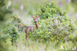 Roe Deer (Capreolus capreolus)