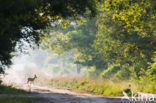 Roe Deer (Capreolus capreolus)