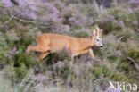 Roe Deer (Capreolus capreolus)