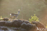 Roe Deer (Capreolus capreolus)