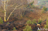 Roe Deer (Capreolus capreolus)