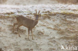 Roe Deer (Capreolus capreolus)