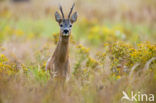 Roe Deer (Capreolus capreolus)