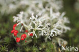 Reindeer Lichen (Cladina)