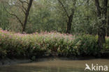 Reuzenbalsemien (Impatiens glandulifera)