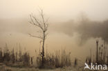 Common Reed (Phragmites australis)