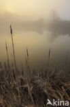 Common Reed (Phragmites australis)