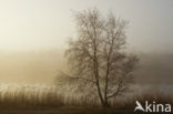 Riet (Phragmites australis)