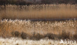 Common Reed (Phragmites australis)