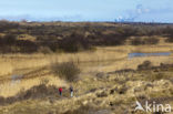 Riet (Phragmites australis)