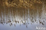 Common Reed (Phragmites australis)