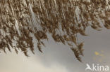 Common Reed (Phragmites australis)