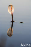 Common Reed (Phragmites australis)