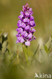 Southern Marsh-orchid (Dactylorhiza praetermissa)