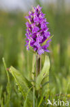 Rietorchis (Dactylorhiza praetermissa)