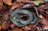 Grass Snake (Natrix natrix)