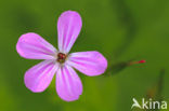 Robertskruid (Geranium robertianum)