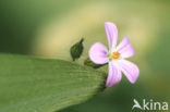 Robertskruid (Geranium robertianum)