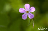 Robertskruid (Geranium robertianum)